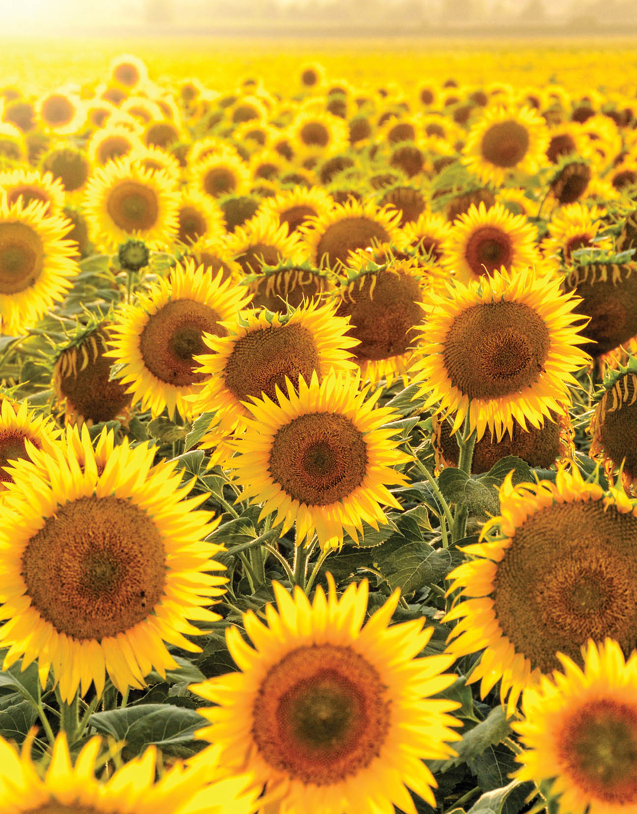 sunflower field at sunset in Tuscany Italy