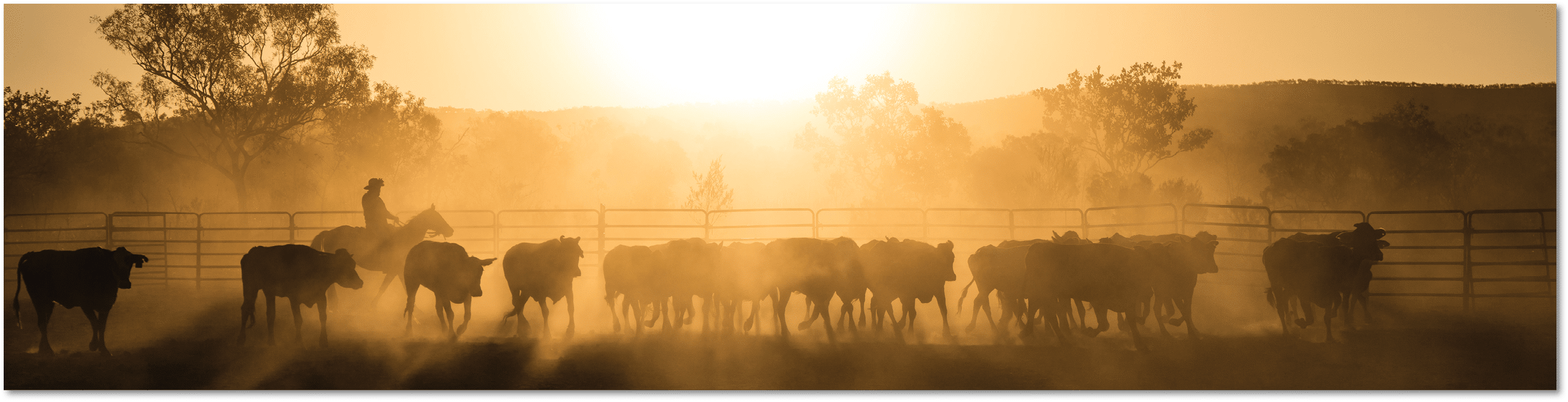 mustering, Kimberley, Western Australia