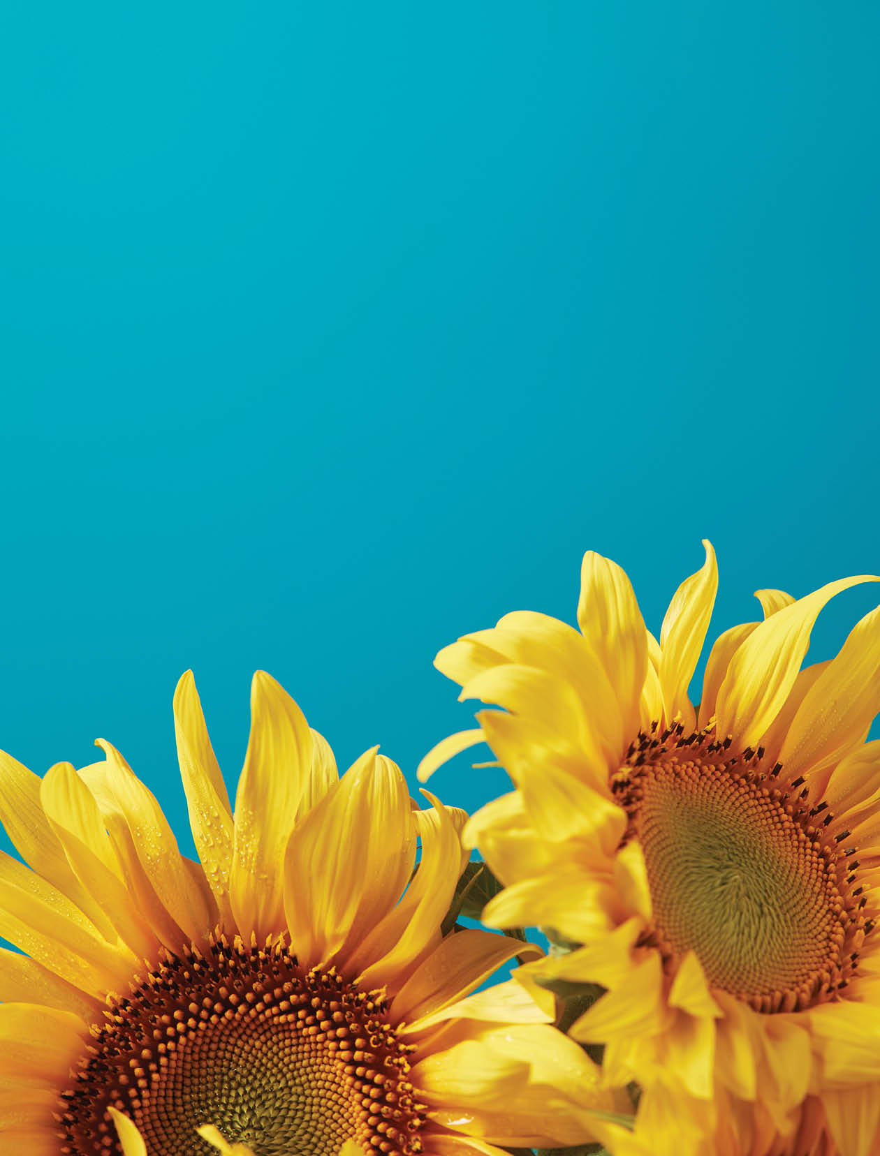 bouquet of bright yellow sunflowers, isolated on blue with copy space