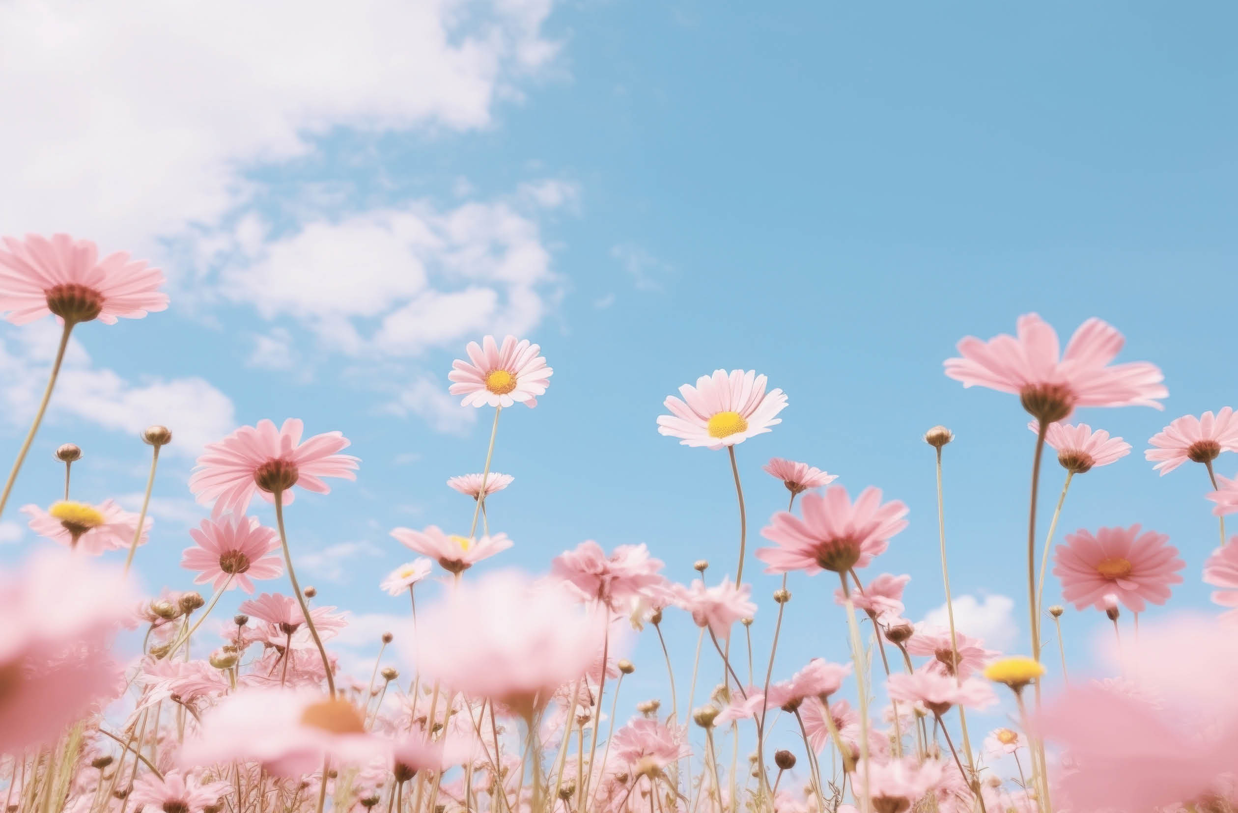 Flower meadow sky backgrounds outdoors. 