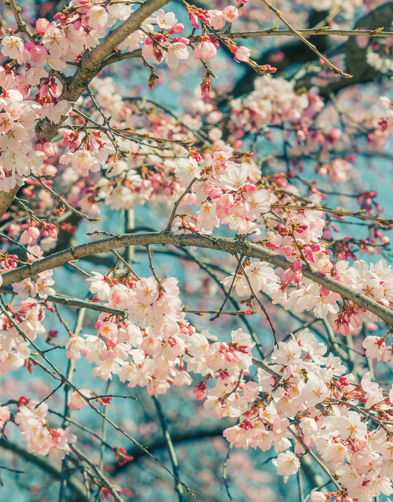 Beautiful cherry blossom sakura in spring time over blue sky.