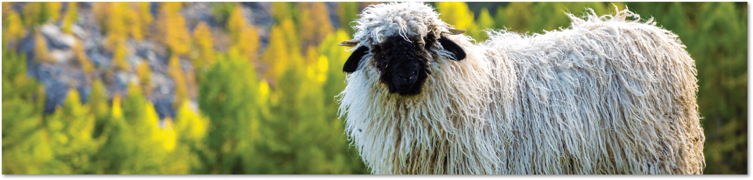 Swiss Alps and Valais blacknose sheep nest to Zermatt in Switzerland