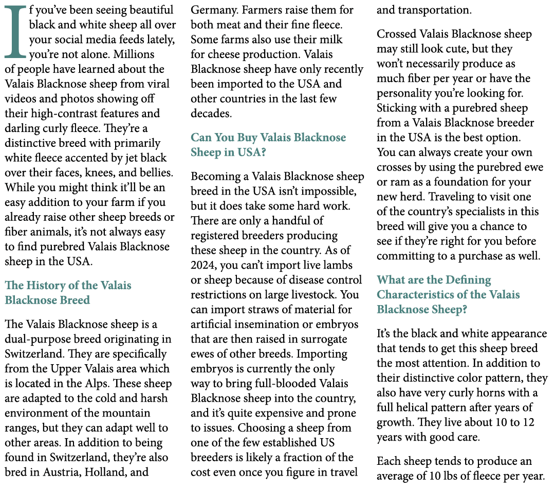 If you’ve been seeing beautiful black and white sheep all over your social media feeds lately, you’re not alone. Mill...