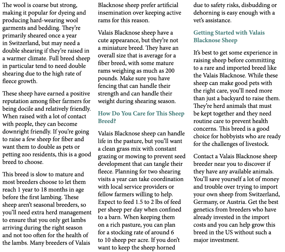 The wool is coarse but strong, making it popular for dyeing and producing hard wearing wool garments and bedding. The...