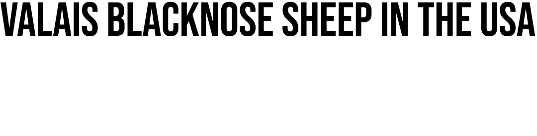 Valais Blacknose Sheep in the USA