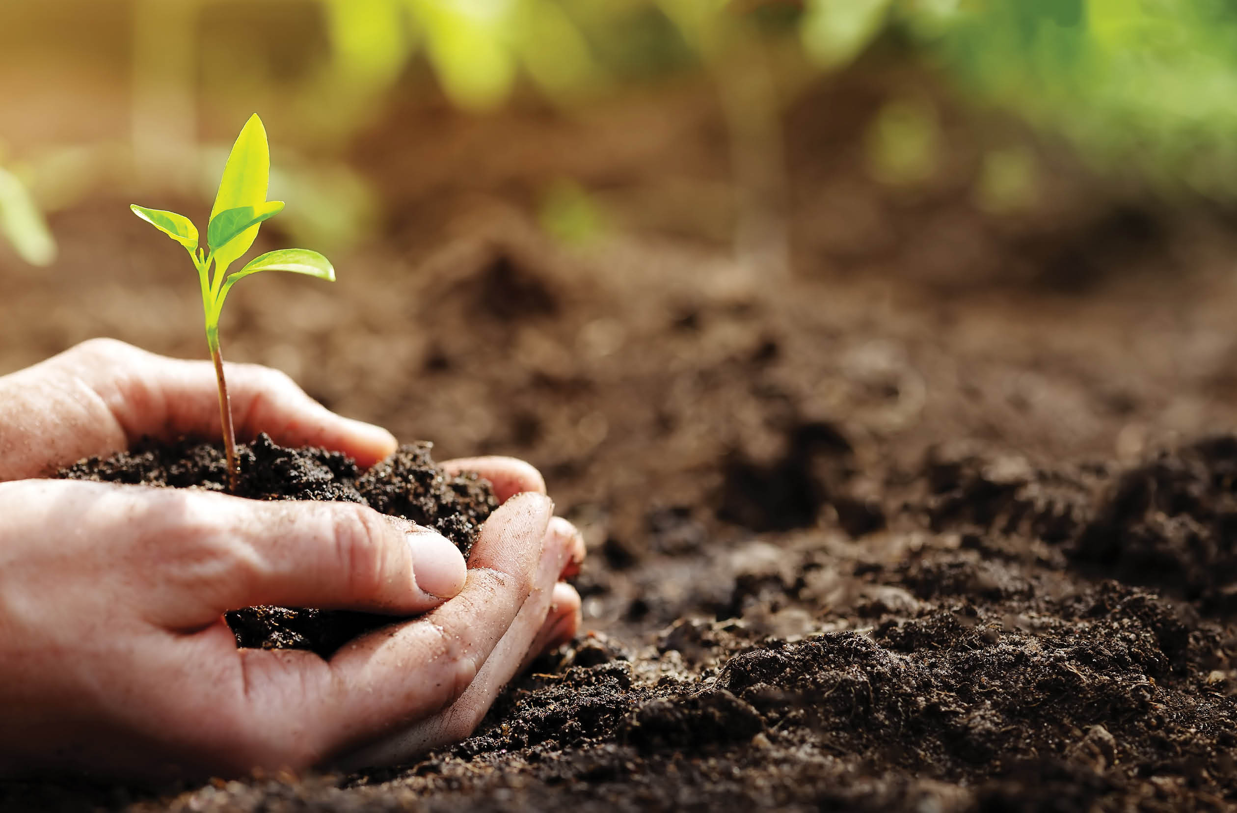 Woman hands taking care of a seedling in the soil. New sprout on sunny day in the garden in summer