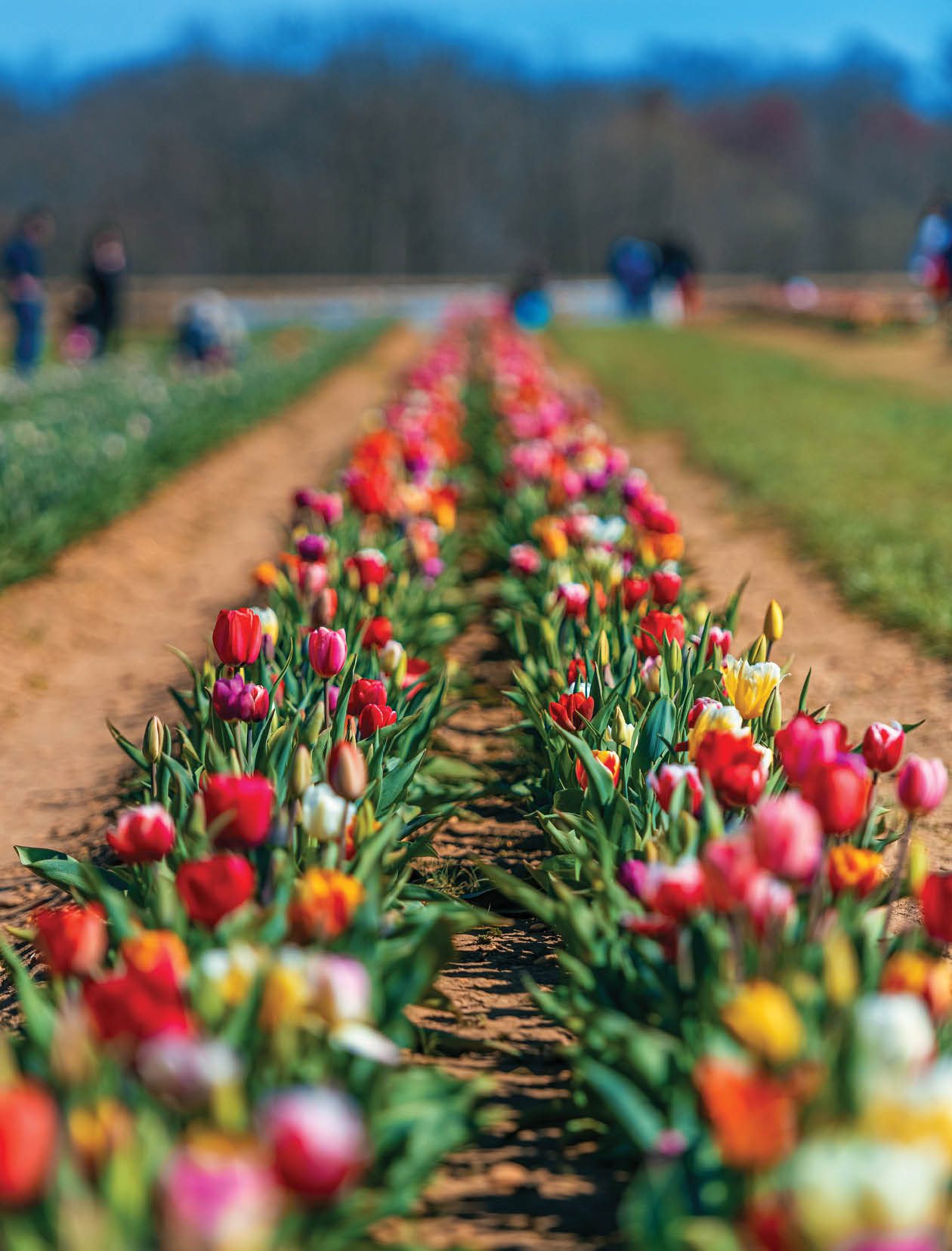 Tulip in farm with beautiful colors in Spring.