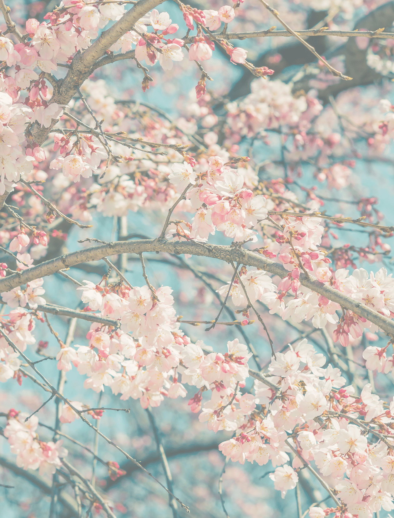Beautiful cherry blossom sakura in spring time over blue sky.