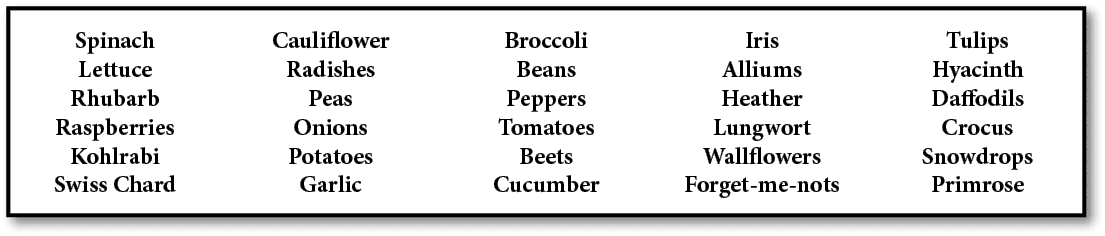Spinach Lettuce Rhubarb Raspberries Kohlrabi Swiss Chard Cauliflower Radishes Peas Onions Potatoes Garlic Broccoli Be...