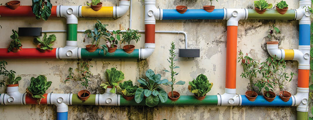 Urban Gardening, Malacca, Malaysia